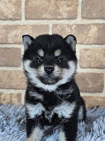 2025年12月27日生まれ　豆柴　黒　女の子（商談中）